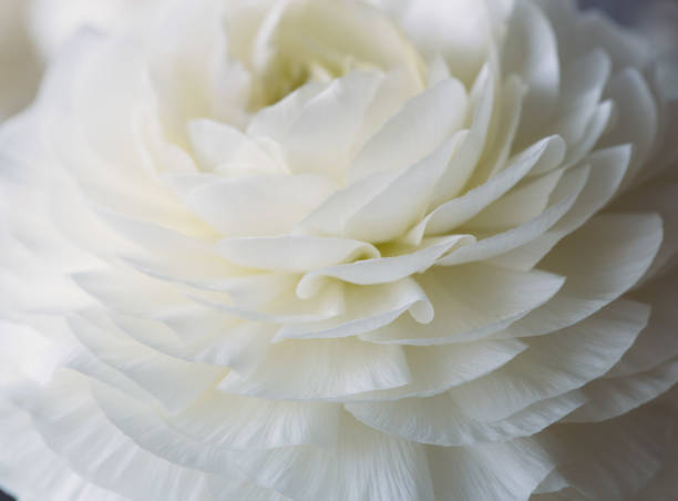 istock Peony flower. Flowers background for your spring design concept 653928716