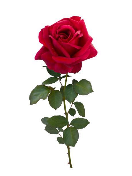 istock Dark red rose isolated on white background 653928936