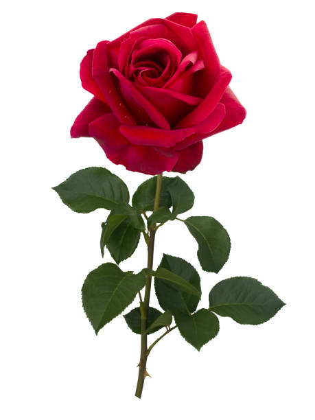 istock Dark red rose isolated on white background 653929050