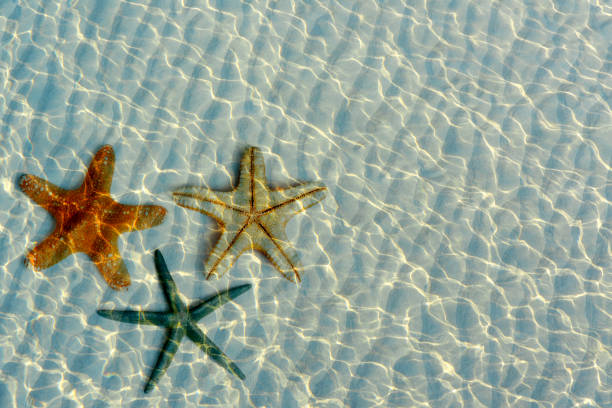 beautiful starfishes under transparent sea water