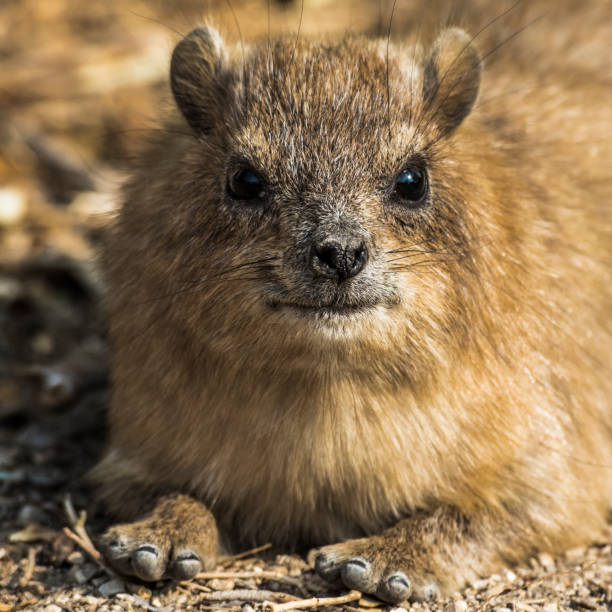 Face of Cape hyrax resting in the morning sun in the rocky desert of the Negev.
