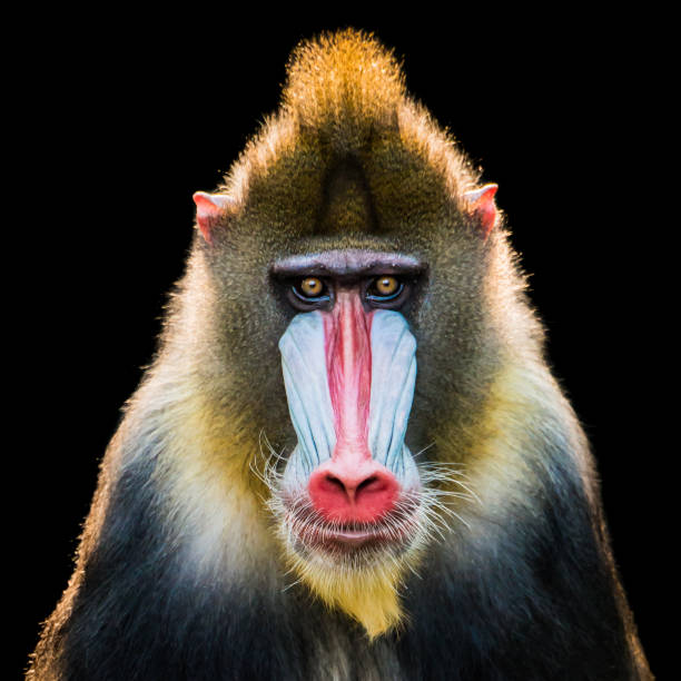 Mandrill IX Frontal Portrait of a Backlit Male Mandrill mandrill stock pictures, royalty-free photos & images