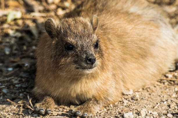 Amazing beast Amazing animal of the Negev desert - the Cape Daman. tree hyrax stock pictures, royalty-free photos & images