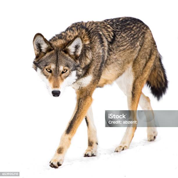 Red Wolf In Snow Viii Stock Photo - Download Image Now - Wolf, White Background, Red Wolf