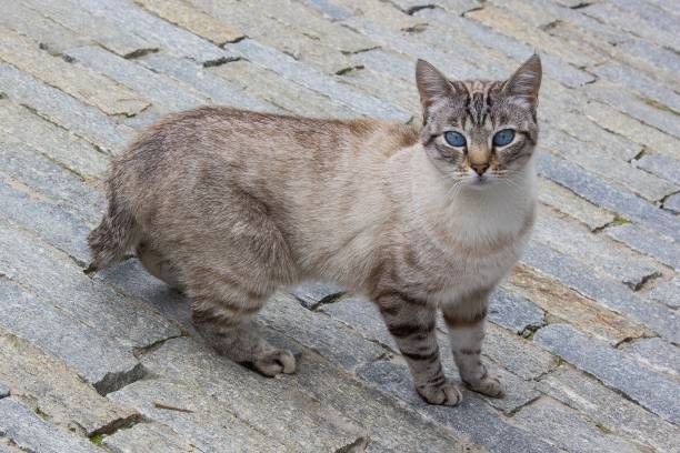istock Cat with similar color stone 653935264