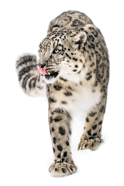 leopardo delle nevi sul prowl xiii - snow leopard foto e immagini stock