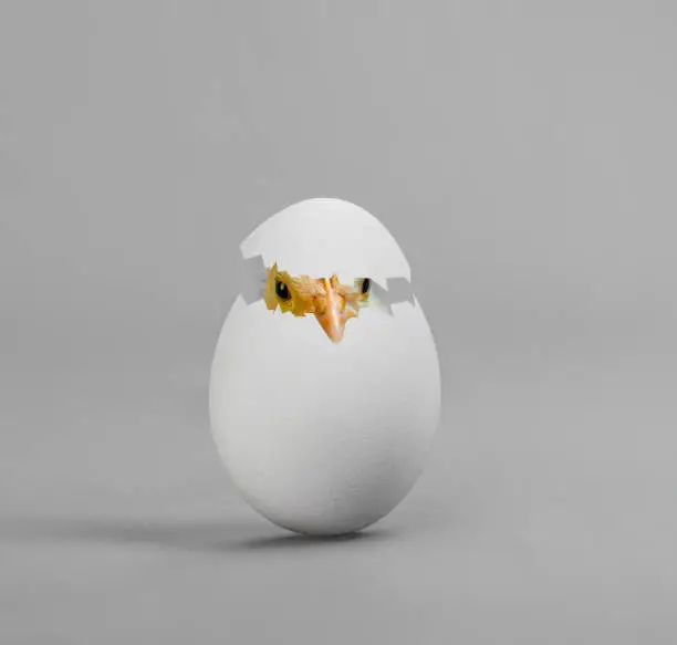 one white egg with chicken, on grey background, hatching