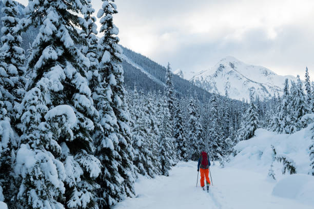 istock Ski touring in a winter wonderland 653940200