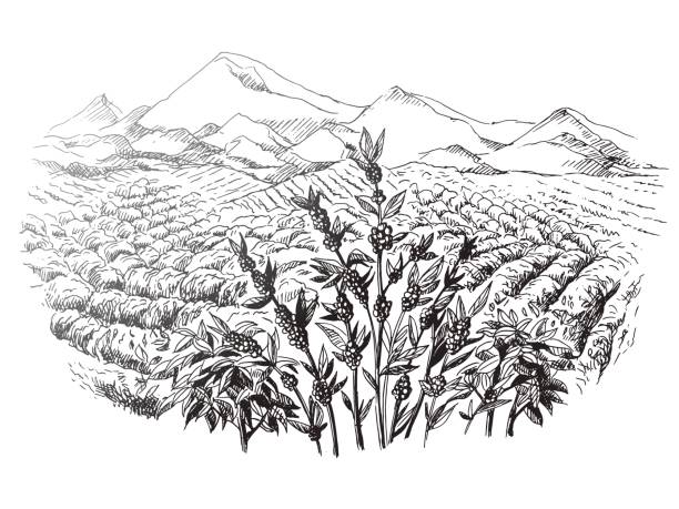 ilustrações de stock, clip art, desenhos animados e ícones de coffee plantation landscape - café colheita