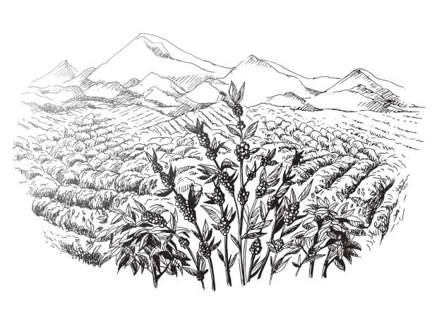 coffee plantation landscape coffee plantation landscape in graphic style hand-drawn vector illustration. coffee tree stock illustrations