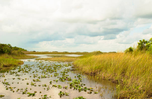 istock Everglades National Park, Florida 653942062
