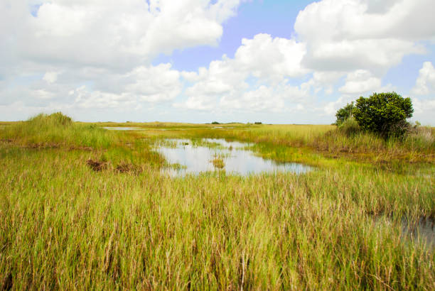 istock Everglades National Park, Florida 653942480