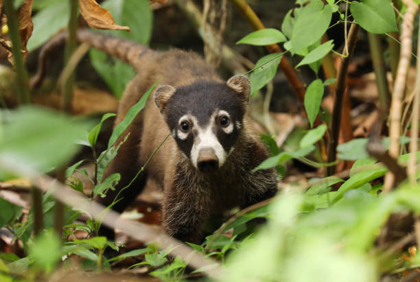 white-nosed coati in rainforest - corcovado imagens e fotografias de stock