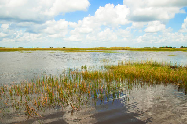 istock Everglades National Park, Florida 653942982