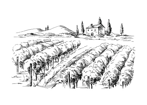 Rows of vineyard grape plants and castle in graphic style, hand-drawn vector illustration.