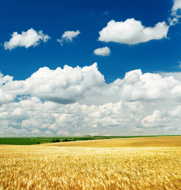 istock deep blue sky with clouds over golden field 653943366
