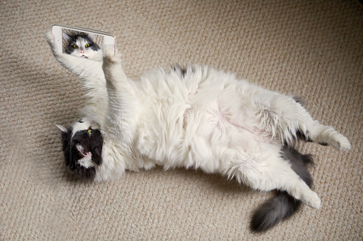 A big fat white and gray cat laying on her back taking a selfie on a cell phone.