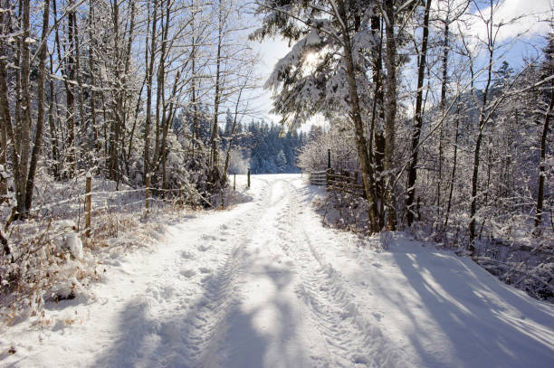 istock scene at winter with snow and ice on small road 653944444