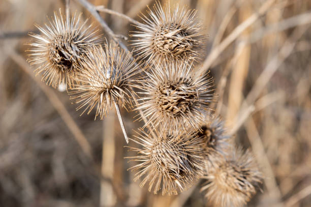 istock Close-up of Burs in the Autumn 653945052