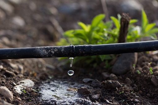 Localized irrigation through droppers allows plants to be supplied with the water and fertilizers they need at the most appropriate time, saving water and significantly improving the efficiency of its use.