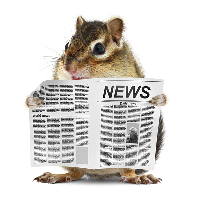 Funny chipmunk read newspaper, news concept