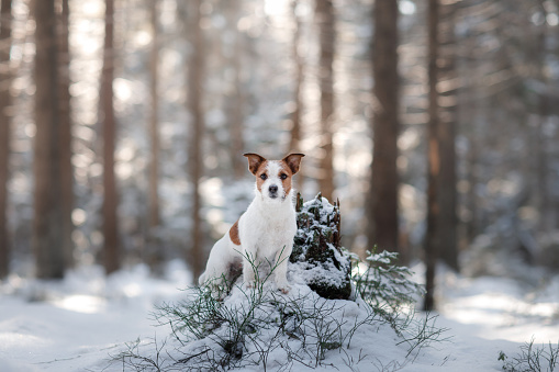 Dog Jack Russell Terrier sits on the snow