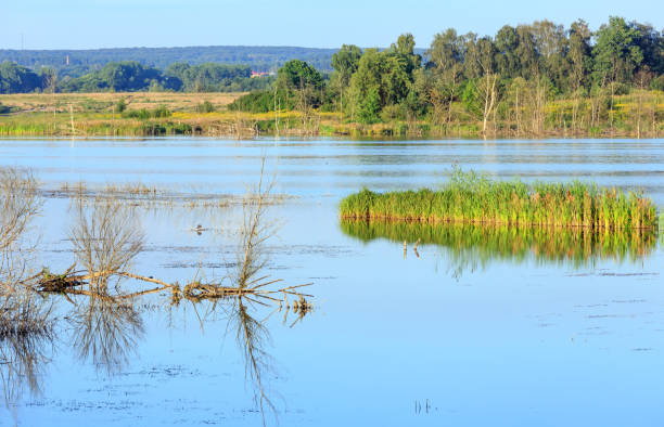 istock Evening summer lake landscape. 653949410