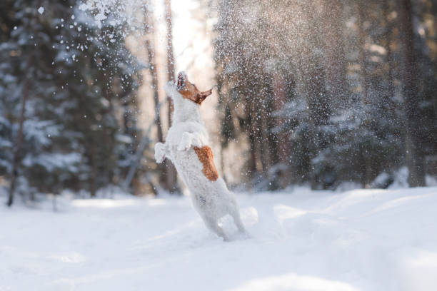 istock Dog Jack Russell Terrier in the snow 653949912