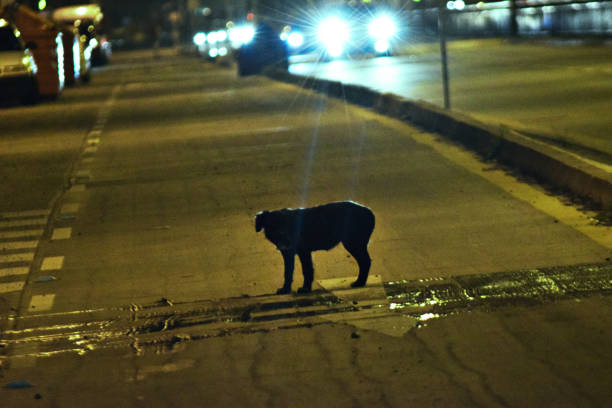 istock a dog crossing the street 653952030