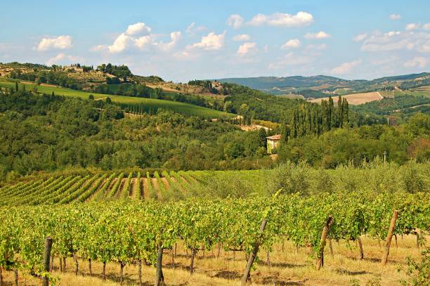 сельская местность в тоскане в удивительной италии - lazio vineyard cyprus landscape стоковые фото и изображения