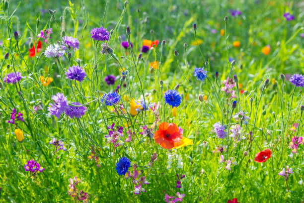 fleurs sauvages dans la prairie - wildflower meadow flower poppy photos et images de collection