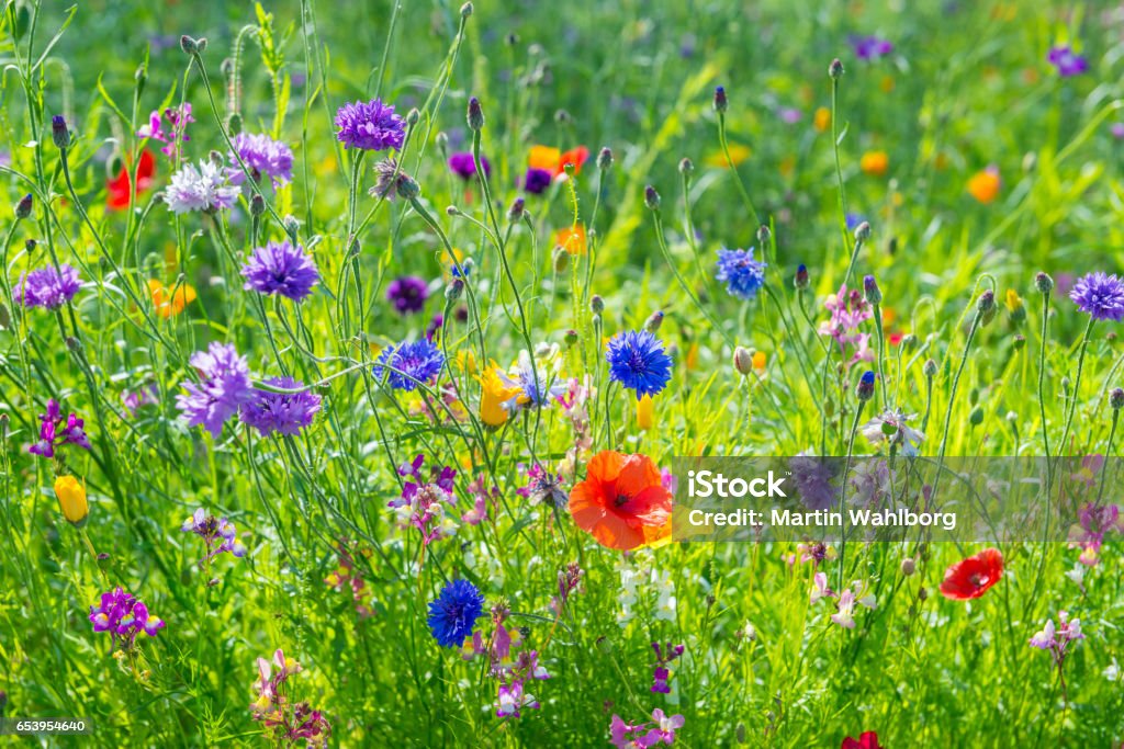 Wild flowers on the meadow Field of multicolored wild flowers Meadow Stock Photo