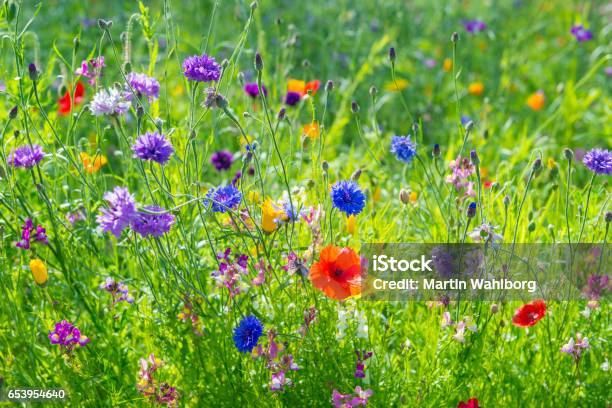 Wild Flowers On The Meadow Stock Photo - Download Image Now - Meadow, Summer, Wildflower