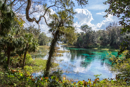 Rainbow Springs is Florida’s fourth largest spring and is designated a National Natural Landmark. The surrounding land is high and rolling, providing picturesque vistas of the spring surrounded by forest. The spring pool is large (250 feet wide) and shallow, with especially clear blue water flowing over the beds of green aquatic plants and brilliant white limestone and sand.