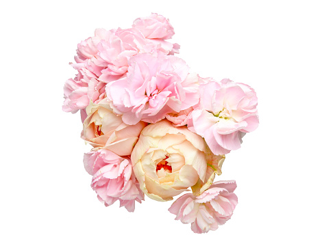 Pictured a bouquet of roses and carnation in a white background.