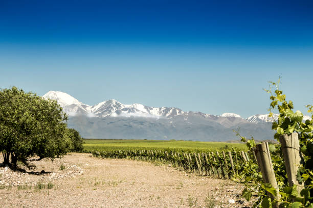 beau printemps à vignobles - snowcapped mountain mountain range snow photos et images de collection