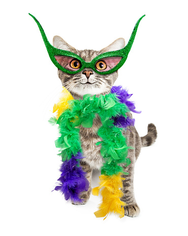 Funny Mardi Gras fiesta gato photo