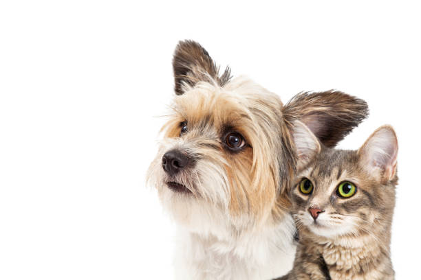 Small Dog and Cat Together Closeup Closeup of mixed small breed dog and tabby cat looking up together over white with copy space yorkshire terrier stock pictures, royalty-free photos & images