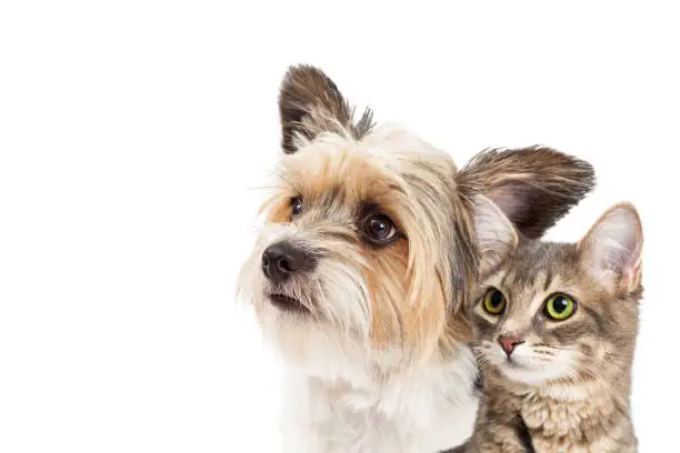 Closeup of mixed small breed dog and tabby cat looking up together over white with copy space