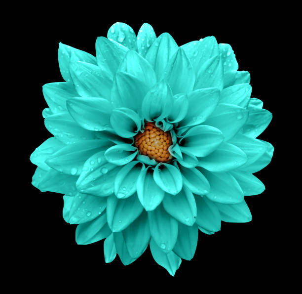 istock Turquoise flower dahlia macro isolated on black 653966096