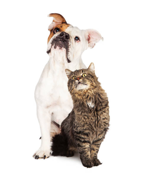 istock Tabby Cat and Bulldog Together Looking Up 653966184