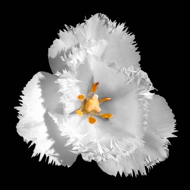istock Exotic white tender tulip flower macro isolated on black 653966192