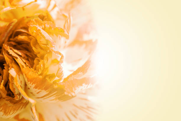 istock Sweet color petal exotic  yellow rose on beige gradient background 653966244