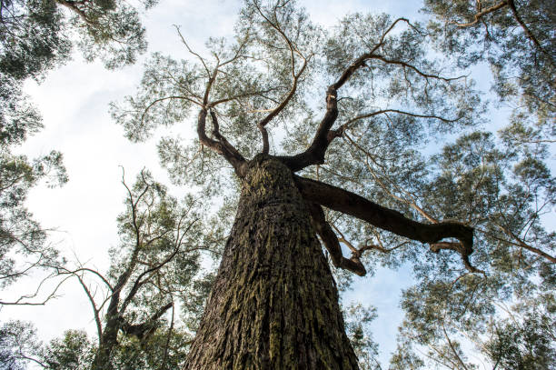 istock Rain forest in Southern Highlands, NSW. 653969164