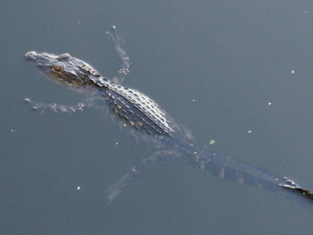istock Juvenile Alligator floating in the water 653971132