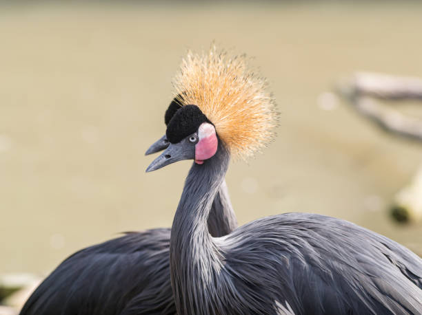 istock beautiful black crowned crane 