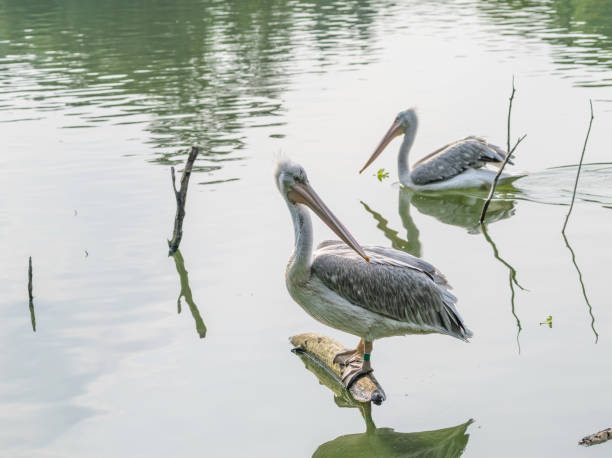 istock Dalmatian pelican (Pelecanus crispus) in lake. 653976320