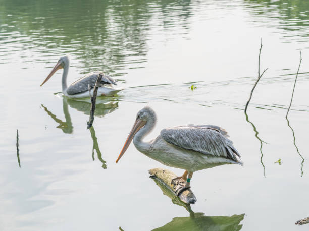 istock Dalmatian pelican (Pelecanus crispus) in lake. 653979056