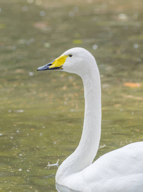 istock Bewick's Swan - Cygnus bewickii Single bird swimming on lake 653979676