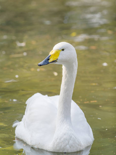 istock Bewick's Swan - Cygnus bewickii Single bird swimming on lake 653981864